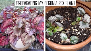 How I propagated my Begonia Rex plant🌸 by leaf cuttings amp by offshoot separationdivision [upl. by Ilenna944]