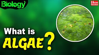 What Is Algae  Types of Algae  Biology  Home Revise [upl. by Soloma]