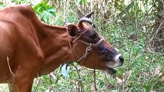 Cow Mooing Sound effect  Baby Cow  Cow Sounds  Tripura livestock [upl. by Stormie681]