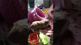 My guinea pig’s morning routine guineapig smallpets cute [upl. by Mohr242]