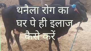 गायभैंस में थनैला रोग का घर पे ही इलाज कैसे करें  How to cure the mastitis in cowbuffalo at home [upl. by Llenahs367]