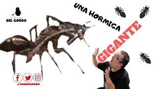 Hormiga Gigante  Una de las Especies mas Grandes Odontomachus Chelifer [upl. by Nahtnahoj]