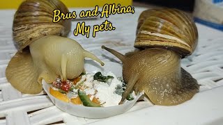 Today I feed my snails with a mixture of vegetables and calcium [upl. by Brittaney]