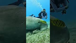 Avezvous déjà vu un lamantin manger des algues sousmarines  poisson sousmarin lamantin mer [upl. by Leahcam663]