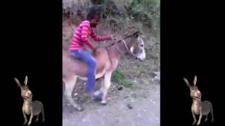 El Burro Moto Broma Buenísima Video Muy Gracioso [upl. by Illoh668]