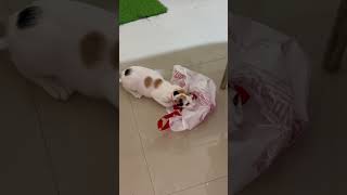 Toonie’s playtime cutecatandpuppyworld catlover petlover funny petlovers india pets [upl. by Iroj841]