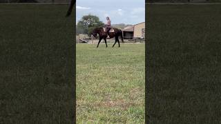 Having a fun riding day with the horses aqha [upl. by Donelson]