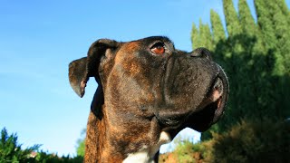 Boxer Puppy Care Basics  Is It Right For You [upl. by Soirtemed]