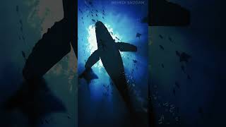 BlueWhale facts shortvideo [upl. by Loomis]