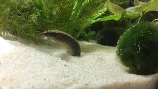 Halfbanded Spiny Eel Eating Blood Worms [upl. by Anna-Diane]