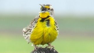 Western Meadowlark Song [upl. by Etnasa]