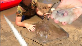 RARE FOOTAGE Stingray Giving Birth Boy Delivers 12 Stingrays HD [upl. by Aihsinyt40]