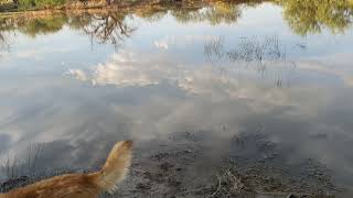 Desert Spadefoot Toads surface after heavy Monsoon Rain 🌧️ [upl. by Edrei]