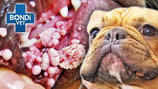 Extreme Warts Overtake Bulldogs Mouth like Barnacles 🤢🤮  Vet on the Hill Clips  Bondi Vet [upl. by Schurman194]