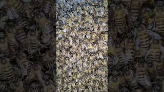 Apis Cerana Honey Bees  Scientific Beekeeping [upl. by Jennifer129]