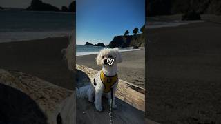 Tony the little white Maltipoo cute dog california beach [upl. by Myles527]