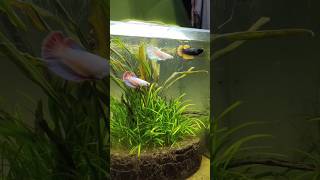 How I Kept 3 Betta Fish Together [upl. by Alexio]