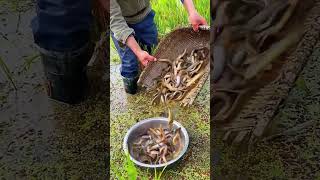 The process of catching loaches in paddy fields [upl. by Josephina]