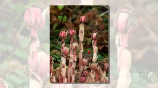 Monotropa uniflora  fungi kingdom [upl. by Hudis]