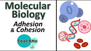 22  Adhesion amp Cohesion  IB Biology  TeachMe [upl. by Ranson]