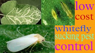 whitefly control  सफेद मक्खी नियंत्रण  all agriculture [upl. by Minne]