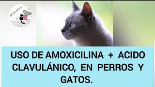 Uso de Amoxicilina ácido clavulánico en perros y gatos medicinaveterinaria gatos perros vet [upl. by Ahsenit]