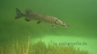 Tauchen im Echinger Weiher [upl. by Imekawulo232]