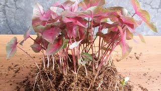 Propagation of caladium plants by cutting root tubers  Amazing method [upl. by Niven188]