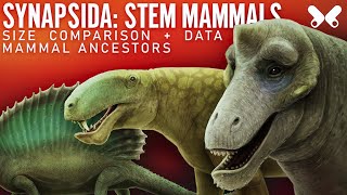 SYNAPSIDS StemMammals Size comparison and data Paleoart [upl. by Jacobsohn643]