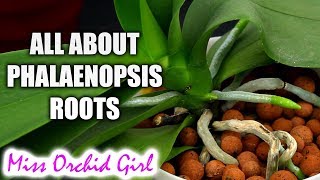 Understanding Phalaenopsis Orchid roots  All you should know [upl. by Tarazi870]