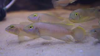 Lamprologus callipterus f1 sale [upl. by Niraj]