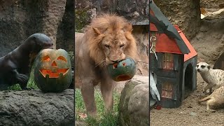 Festa animal do Halloween  AFP [upl. by Casie457]