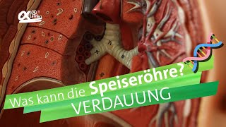 Speiseröhre  Verdauung  alpha Lernen erklärt Biologie [upl. by Netsew]