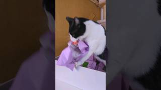 shorts wir testen den Katzen Adventskalender von Fressnapf unboxing katze [upl. by Jolene901]