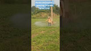 Herbicide spraying in green gram cropfarming annadhaatha [upl. by Zil]