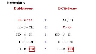 Structure des glucides BIOCHIME PACES 1ére année médecine [upl. by Woodsum515]