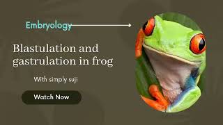 blastulation and gastrulation in frogTamil [upl. by Malkah]