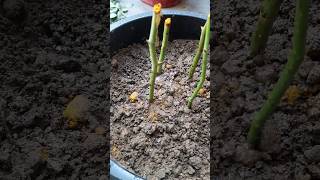 Growing rose plant from cuttings in home growroseplant cuttings garden rose plant [upl. by Haik]