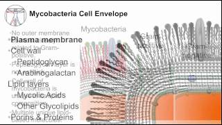 Tuberculosis Mycobacterial Cell Envelope [upl. by Eirac]