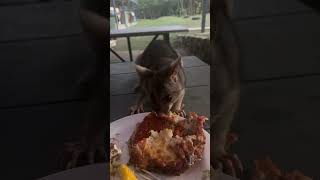 fine you can have some 🙄 possum australia [upl. by Kalman]