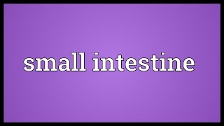 Small intestine Meaning [upl. by Kellina551]