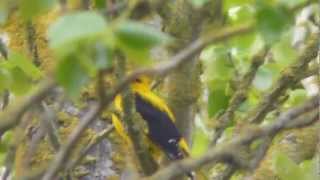 The Golden Oriole  Britains rarest bird [upl. by Fantasia]