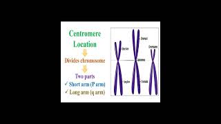 Centromere Location geneticteacher [upl. by Naened]