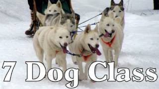 7 Dog Class Clear Lake Sled Dog Races 2012  Siberian Husky Mush MUSH Dog Sledding [upl. by Elletsirhc]