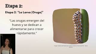 quotEl ciclo de vida de las mariposasquot [upl. by Dwyer]