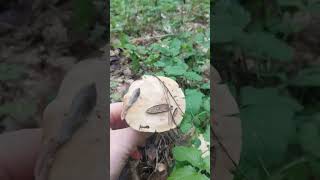 fantastic Calocybe gambosa😍😍😍 mushroom fungi nature foraging food forest [upl. by Wilterdink]