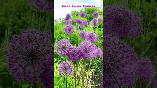 Giant Allium Flowers Toronto Music Garden [upl. by Vedis]