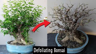 Defoliating to improve Bonsai [upl. by Burne]