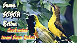 Suara burung Sogok otong betina cocok untuk terapi bunyi sogon jantanbahan [upl. by Ellerred79]