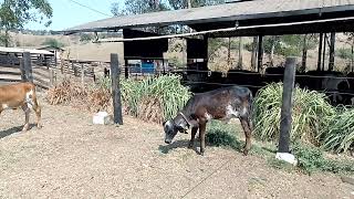 Bezerra Girolando 12 produto que buscamos para pecuária tropical [upl. by Sybille]